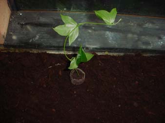 Passiflora Vermehrung Stecklinge